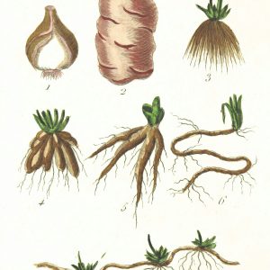 Repotting & Root Health Advanced Handbook